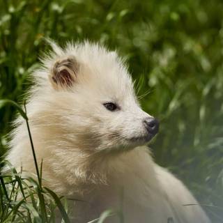 Common raccoon dog wallpaper