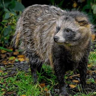Common raccoon dog wallpaper