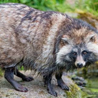 Common raccoon dog wallpaper