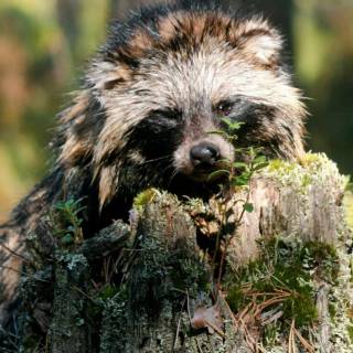 Common raccoon dog wallpaper