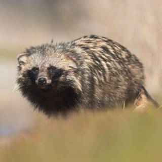 Common raccoon dog wallpaper