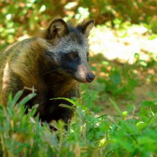 Common raccoon dog wallpaper