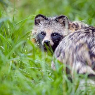 Common raccoon dog wallpaper