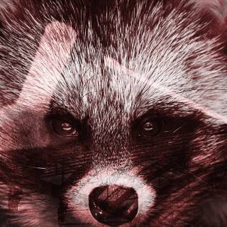 Common raccoon dog wallpaper