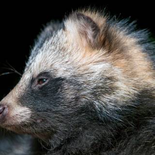 Common raccoon dog wallpaper