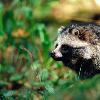 Common raccoon dog wallpaper