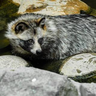 Common raccoon dog wallpaper