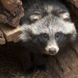 Common raccoon dog wallpaper