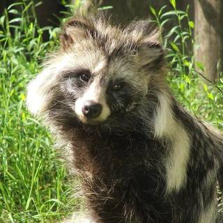 Common raccoon dog wallpaper