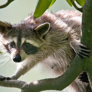 Common raccoon dog wallpaper