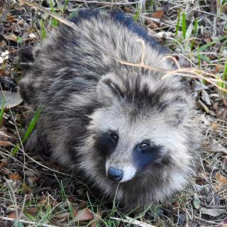 Common raccoon dog wallpaper