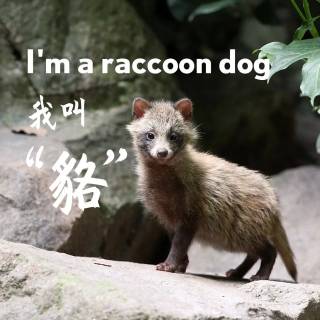 Common raccoon dog wallpaper