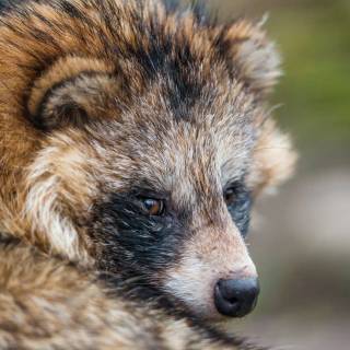 Common raccoon dog wallpaper