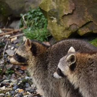 Common raccoon dog wallpaper