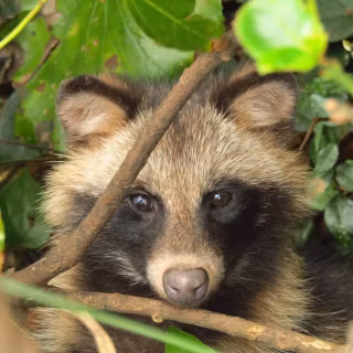 Common raccoon dog wallpaper