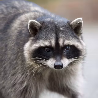 Common raccoon dog wallpaper