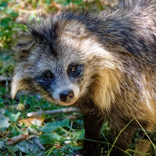 Common raccoon dog wallpaper