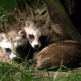 Common raccoon dog wallpaper