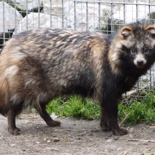 Common raccoon dog wallpaper