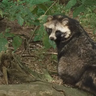 Common raccoon dog wallpaper