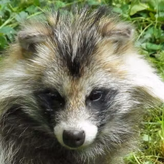 Common raccoon dog wallpaper