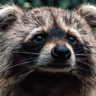 Common raccoon dog wallpaper