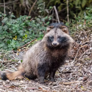 Common raccoon dog wallpaper