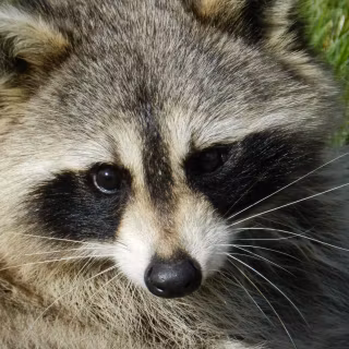 Common raccoon dog wallpaper