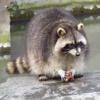 Common raccoon dog wallpaper