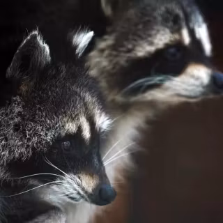 Common raccoon dog wallpaper