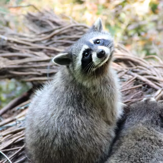 Common raccoon dog wallpaper