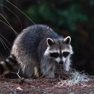 Raccoon wallpaper