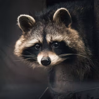 Raccoon wallpaper