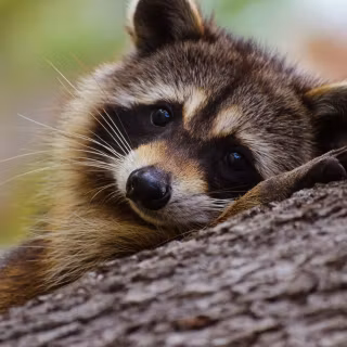Raccoon wallpaper