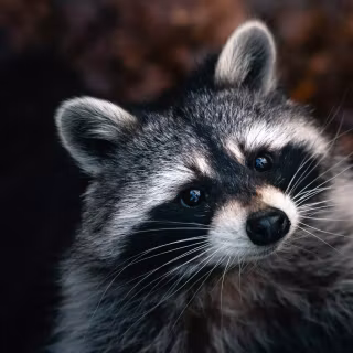 Raccoon wallpaper