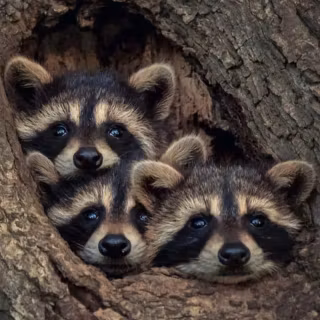 Raccoon wallpaper