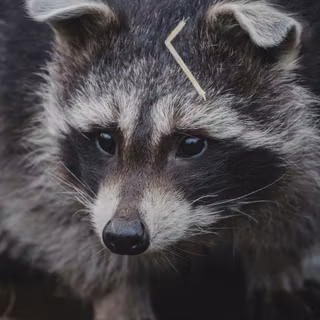 Raccoon wallpaper