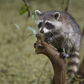 Raccoon wallpaper