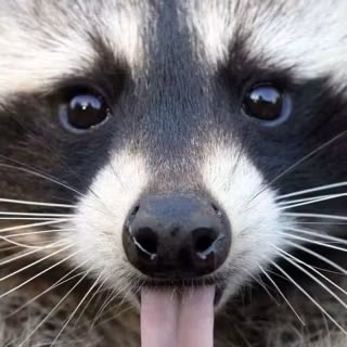 Raccoon wallpaper