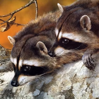 Raccoon wallpaper
