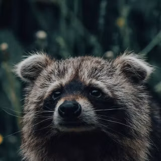 Raccoon wallpaper