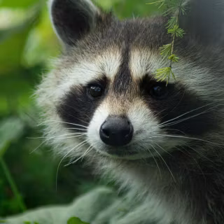 Raccoon wallpaper
