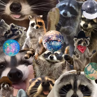 Raccoon wallpaper