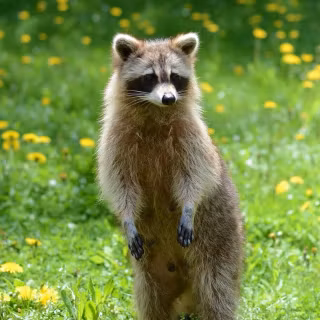 Raccoon wallpaper