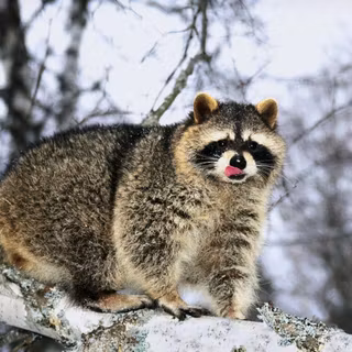 Raccoon wallpaper