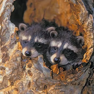 Raccoon wallpaper