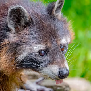 Raccoon wallpaper