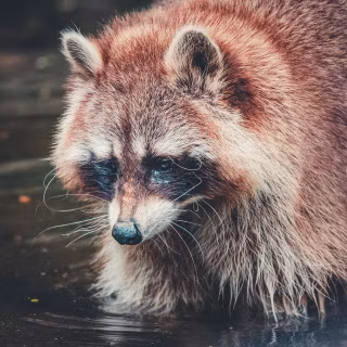 Raccoon wallpaper