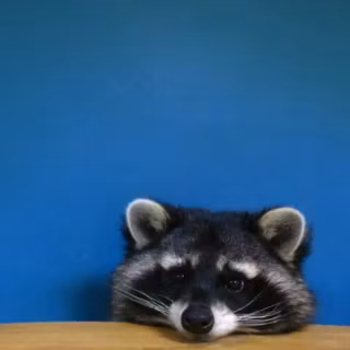 Raccoon wallpaper
