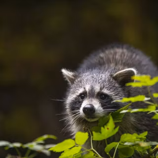 Raccoon wallpaper